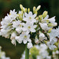 Agapanthus Galaxy White 2 Large Plant root ,Lily of the Nil