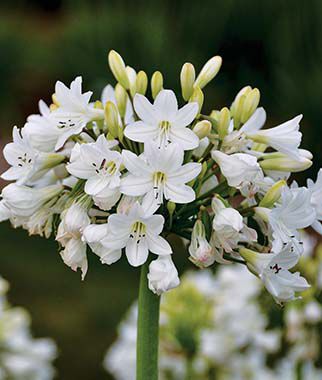 Agapanthus Galaxy White 2 Large Plant root ,Lily of the Nil