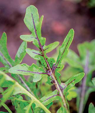 Arugula Red Dragon