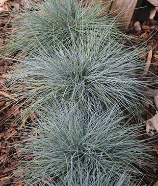 Ornamental Grass Blue Fescue