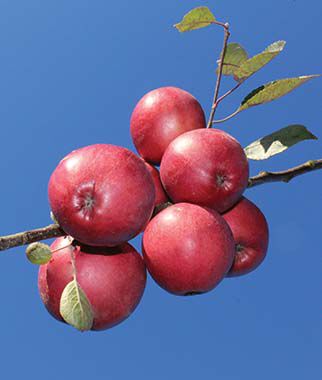 Fruit Seeds