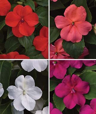 Impatiens Beacon? Paradise Hybrid Mix