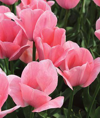 Tulip Bella Blush