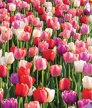 Tulip Rainbow River Blend