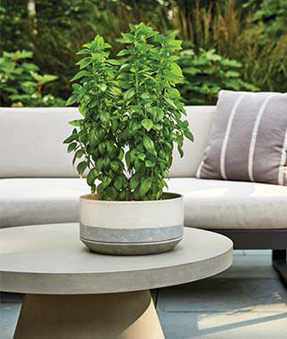 Basil Emerald Towers