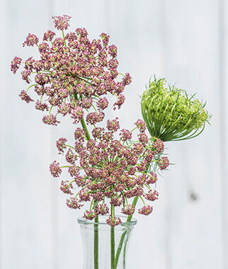 Flowering Carrot (Daucus carota) Dara