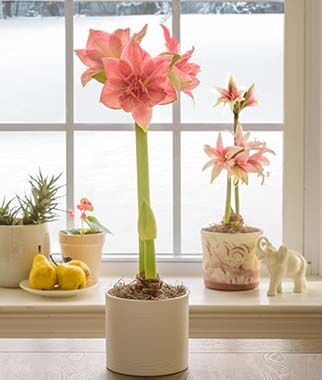 Amaryllis Sweet Nymph  Size 12-16cm
