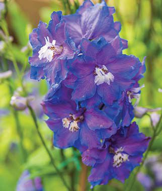 Delphinium Dasante Blue