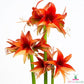 Amaryllis (Hippeastrum) Bogota Blooms Species Growing Bonsai Bulbs Roots Rhizomes Corms Tubers Potted Planting Reblooming Fragrant Garden Flower Seeds Plant  Size 12-16cm