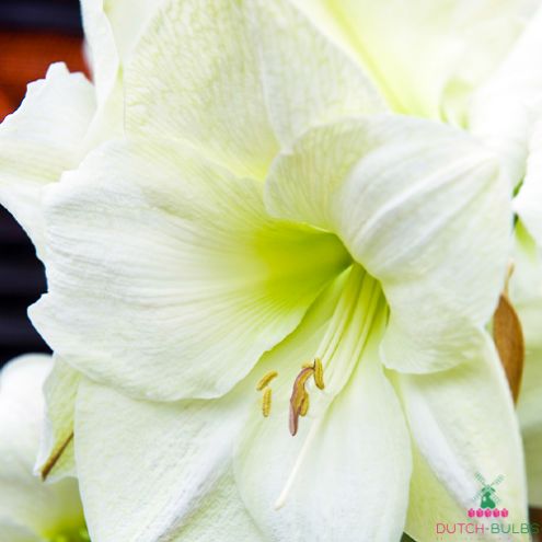 Amaryllis (Hippeastrum) Moscow Blooms Species Growing Bonsai Bulbs Roots Rhizomes Corms Tubers Potted Planting Reblooming Fragrant Garden Flower Seeds Plant Size 12-16cm