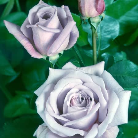 Blue Moon Rose Seedlings Flower Seeds Perennial Growing Bonsai Corms Tubers Potted Planting Reblooming Fragrant Garden Roots Rhizomes Species Blooms Plant Bulbs Gardening Tree