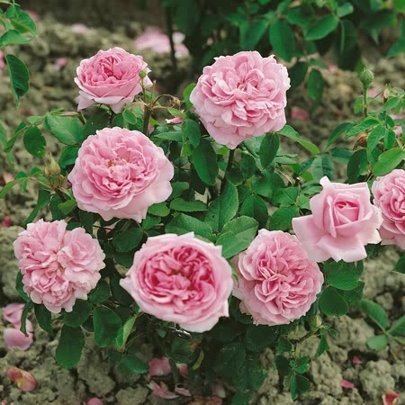Chambord Rose Seedlings Flower Seeds Perennial Growing Bonsai Corms Tubers Potted Planting Reblooming Fragrant Garden Roots Rhizomes Species Blooms Plant Bulbs Gardening Tree