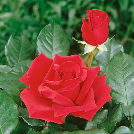 Royal William Rose Seedlings Flower Seeds Perennial Growing Bonsai Corms Tubers Potted Planting Reblooming Fragrant Garden Roots Rhizomes Species Blooms Plant Bulbs Gardening Tree