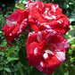 Rock 'n' Roll Rose Seedlings Flower Seeds Perennial Growing Bonsai Corms Tubers Potted Planting Reblooming Fragrant Garden Roots Rhizomes Species Blooms Plant Bulbs Gardening Tree