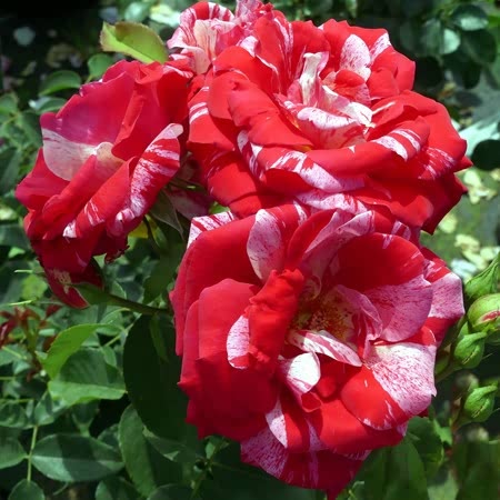 Rock 'n' Roll Rose Seedlings Flower Seeds Perennial Growing Bonsai Corms Tubers Potted Planting Reblooming Fragrant Garden Roots Rhizomes Species Blooms Plant Bulbs Gardening Tree