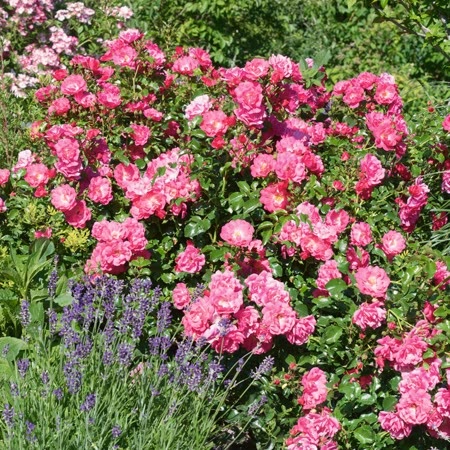 Carefree Rose Seedlings Flower Seeds Perennial Growing Bonsai Corms Tubers Potted Planting Reblooming Fragrant Garden Roots Rhizomes Species Blooms Plant Bulbs Gardening Tree