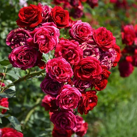 Royale Rose Seedlings Flower Seeds Perennial Growing Bonsai Corms Tubers Potted Planting Reblooming Fragrant Garden Roots Rhizomes Species Blooms Plant Bulbs Gardening Tree