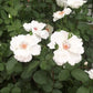 Starlight Rose Plant Seedlings Flower Seeds Perennial Growing Bonsai Corms Tubers Potted Planting Reblooming Fragrant Garden Roots Rhizomes Species Blooms Bulbs Gardening Tree