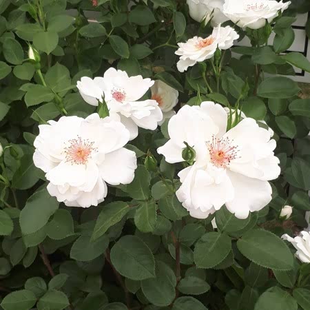 Starlight Rose Plant Seedlings Flower Seeds Perennial Growing Bonsai Corms Tubers Potted Planting Reblooming Fragrant Garden Roots Rhizomes Species Blooms Bulbs Gardening Tree