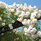 Starlight Rose Plant Seedlings Flower Seeds Perennial Growing Bonsai Corms Tubers Potted Planting Reblooming Fragrant Garden Roots Rhizomes Species Blooms Bulbs Gardening Tree