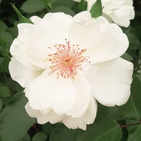 Starlight Rose Plant Seedlings Flower Seeds Perennial Growing Bonsai Corms Tubers Potted Planting Reblooming Fragrant Garden Roots Rhizomes Species Blooms Bulbs Gardening Tree