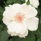Starlight Rose Plant Seedlings Flower Seeds Perennial Growing Bonsai Corms Tubers Potted Planting Reblooming Fragrant Garden Roots Rhizomes Species Blooms Bulbs Gardening Tree