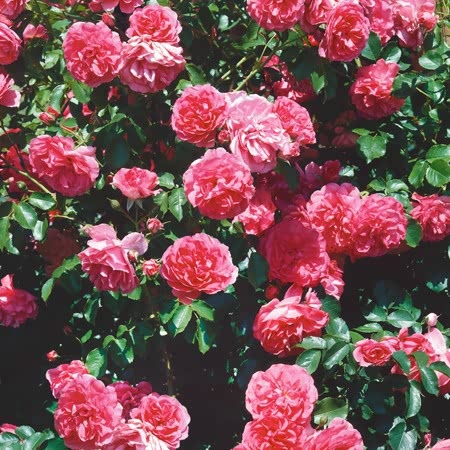 Starlight Rose Seedlings Flower Seeds Perennial Growing Bonsai Corms Tubers Potted Planting Reblooming Fragrant Garden Roots Rhizomes Species Blooms Plant Bulbs Gardening Tree