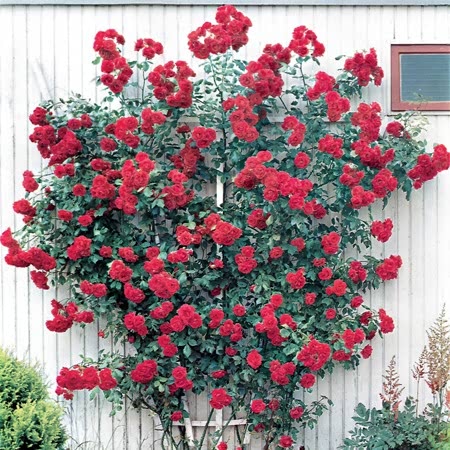 Climber Rose Plant Seedlings Flower Seeds Perennial Growing Bonsai Corms Tubers Potted Planting Reblooming Fragrant Garden Roots Rhizomes Species Blooms Bulbs Gardening Tree