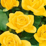 Arthur Bell Rose Seedlings Flower Seeds Perennial Growing Bonsai Corms Tubers Potted Planting Reblooming Fragrant Garden Roots Rhizomes Species Blooms Plant Bulbs Gardening Tree