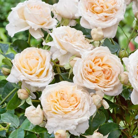 Birthday Rose Seedlings Flower Seeds Perennial Growing Bonsai Corms Tubers Potted Planting Reblooming Fragrant Garden Roots Rhizomes Species Blooms Plant Bulbs Gardening Tree