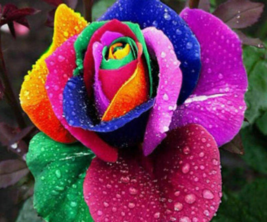 Cheap Rainbow Rose Seedlings Flower Seeds Perennial Growing Bonsai Corms Tubers Potted Planting Reblooming Fragrant Garden Roots Rhizomes Species Blooms Plant Bulbs Gardening Tree