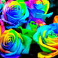 Rainbow Rose Plant Seedlings Flower Seeds Perennial Growing Bonsai Corms Tubers Potted Planting Reblooming Fragrant Garden Roots Rhizomes Species Blooms Bulbs Gardening Tree