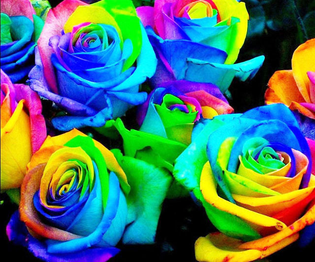 Rainbow Rose Plant Seedlings Flower Seeds Perennial Growing Bonsai Corms Tubers Potted Planting Reblooming Fragrant Garden Roots Rhizomes Species Blooms Bulbs Gardening Tree
