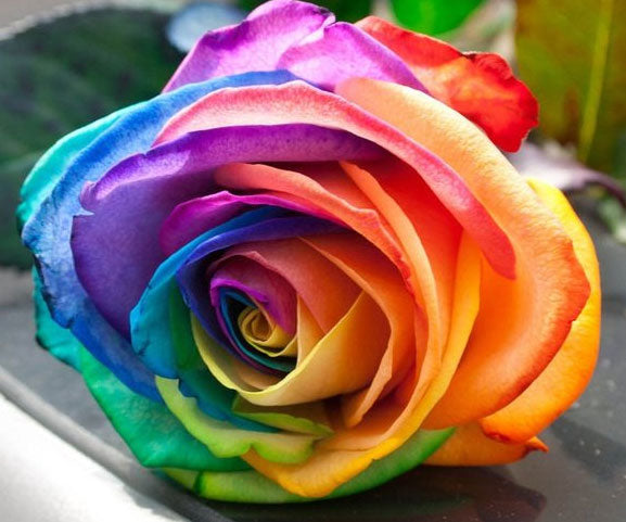 Rainbow Rose Seedlings Flower Seeds Perennial Growing Bonsai Corms Tubers Potted Planting Reblooming Fragrant Garden Roots Rhizomes Species Blooms Plant Bulbs Gardening Tree
