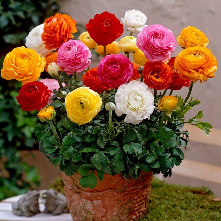 Ranunculus  Mix Corms Bulbs Growing Bonsai Roots Rhizomes Tubers Potted Planting Reblooming Fragrant Garden Species Blooms Flower Seeds Plant Gardening