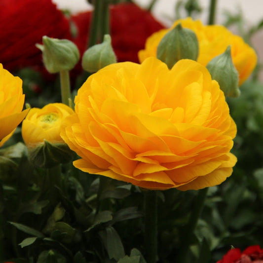 Aviv geel Ranunculus Corms Bulbs Persian Buttercup Growing Bonsai Roots Rhizomes Tubers Potted Planting Reblooming Fragrant Garden Species Blooms Flower Seeds Plant Gardening