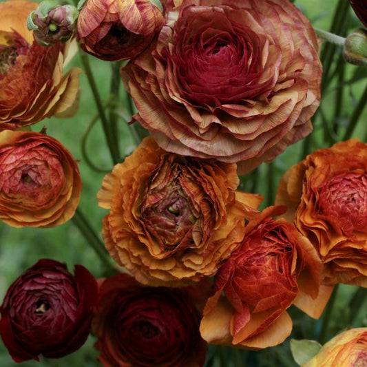 Aviv Picotee Ranunculus  Corms Bulbs Growing Bonsai Roots Rhizomes Tubers Potted Planting Reblooming Fragrant Garden Species Blooms Flower Seeds Plant Gardening