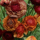 Aviv Picotee Ranunculus  Corms Bulbs Growing Bonsai Roots Rhizomes Tubers Potted Planting Reblooming Fragrant Garden Species Blooms Flower Seeds Plant Gardening