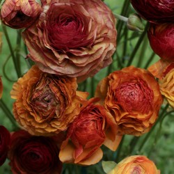 Aviv Picotee Ranunculus  Corms Bulbs Growing Bonsai Roots Rhizomes Tubers Potted Planting Reblooming Fragrant Garden Species Blooms Flower Seeds Plant Gardening