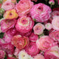 Aviv Picotee Ranunculus  Corms Bulbs Growing Bonsai Roots Rhizomes Tubers Potted Planting Reblooming Fragrant Garden Species Blooms Flower Seeds Plant Gardening