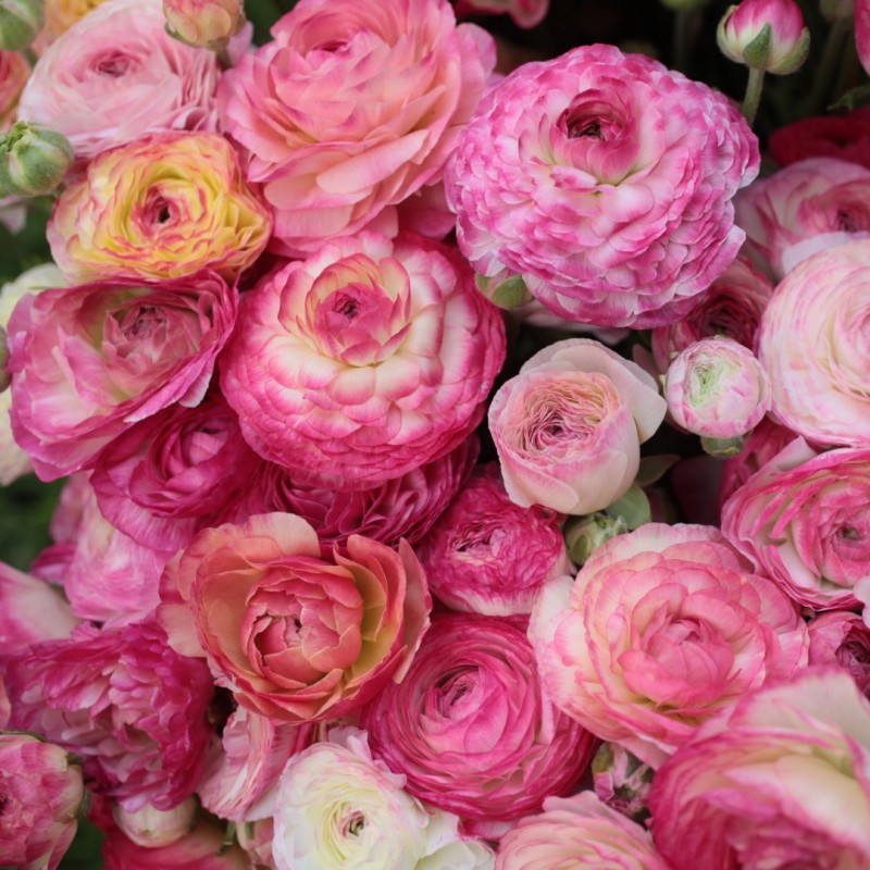 Aviv Picotee Ranunculus  Corms Bulbs Growing Bonsai Roots Rhizomes Tubers Potted Planting Reblooming Fragrant Garden Species Blooms Flower Seeds Plant Gardening