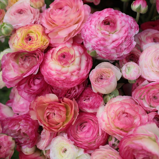 Aviv Picotee Ranunculus  Corms Bulbs Growing Bonsai Roots Rhizomes Tubers Potted Planting Reblooming Fragrant Garden Species Blooms Flower Seeds Plant Gardening