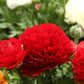 Ranunculus Rood Corms Bulbs Growing Bonsai Roots Rhizomes Tubers Potted Planting Reblooming Fragrant Garden Species Blooms Flower Seeds Plant Gardening