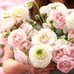 Chamallow Ranunculus Bulbs Corms Growing Bonsai Roots Rhizomes Tubers Potted Planting Reblooming Fragrant Garden Species Blooms Flower Seeds Plant Gardening