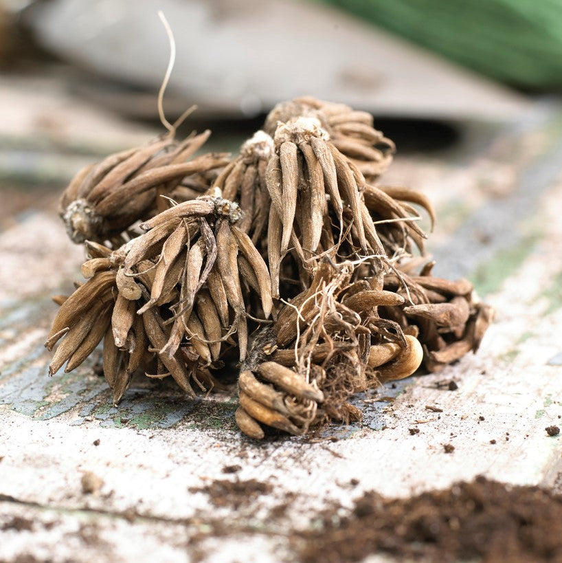 White Ranunculus Bulbs Corms Growing Bonsai Roots Rhizomes Tubers Potted Planting Reblooming Fragrant Garden Species Blooms Flower Seeds Plant Gardening