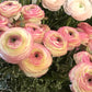 Bianco Sfumato Ranunculus Corms Bulbs Persian Buttercup Growing Bonsai Roots Rhizomes Tubers Potted Planting Reblooming Fragrant Garden Species Blooms Flower Seeds Plant Gardening