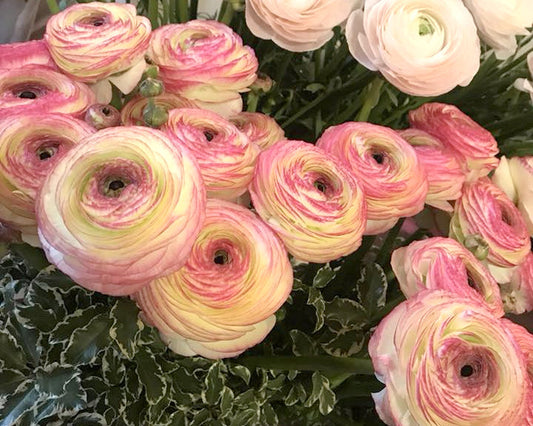 Bianco Sfumato Ranunculus  Corms Bulbs Growing Bonsai Roots Rhizomes Tubers Potted Planting Reblooming Fragrant Garden Species Blooms Flower Seeds Plant Gardening
