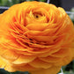 Ranunculus Yellow Mix Corms Bulbs Growing Bonsai Roots Rhizomes Tubers Potted Planting Reblooming Fragrant Garden Species Blooms Flower Seeds Plant Gardening