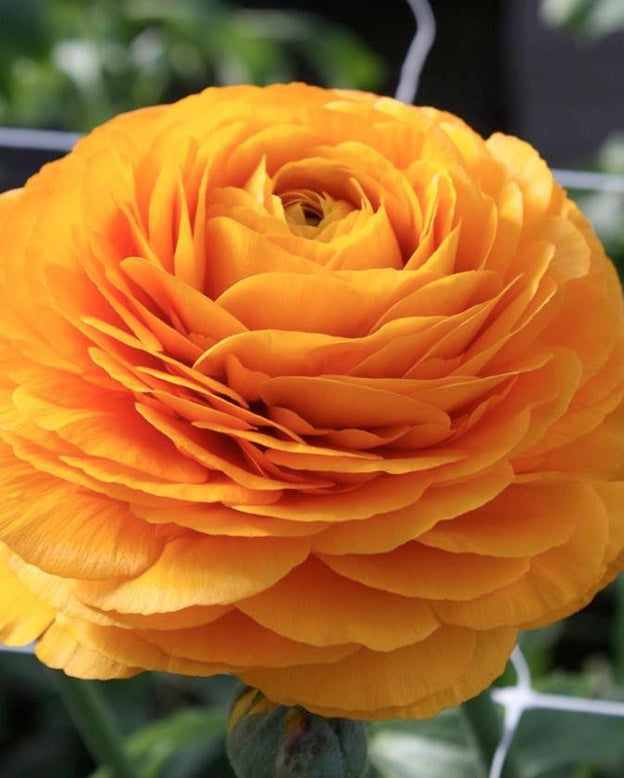 Ranunculus Yellow Mix Corms Bulbs Growing Bonsai Roots Rhizomes Tubers Potted Planting Reblooming Fragrant Garden Species Blooms Flower Seeds Plant Gardening