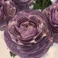 Ranunculus Bulbs Pink purple Corms Growing Bonsai Roots Rhizomes Tubers Potted Planting Reblooming Fragrant Garden Species Blooms Flower Seeds Plant Gardening